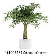 Ornamental bambpoo houseplant Ornamental bambpoo houseplant
