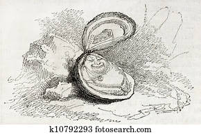 Oyster Oyster