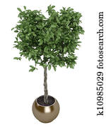 pachira, 또는, 돈 나무