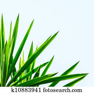 Palm leaf isolated