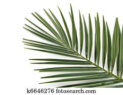 Palm leaf