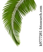 Palm leaves on white background 