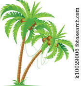 Palm tree Palm tree