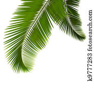 palma sale, blanco, plano de fondo