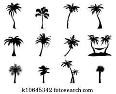 palme, silhouette palme, silhouette