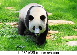 panda
