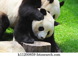 panda panda