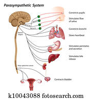 parasympathetic, sistema