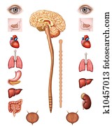 parasympathetic system parasympathetic system