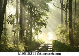 Path in spring woods at dawn Path in spring woods at dawn