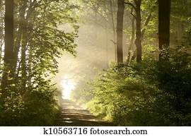 Path in spring woods at dawn Path in spring woods at dawn