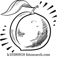 Peach fruit sketch Peach fruit sketch