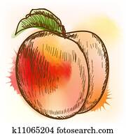 Peach, watercolor painting Peach, watercolor painting