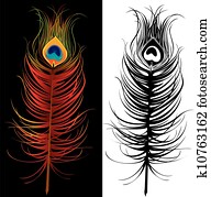 peacock feather peacock feather
