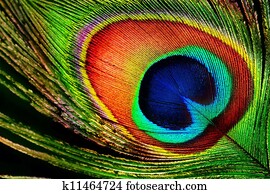Peacock Feather Peacock Feather