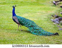 peacock peacock