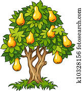 pear tree with ripe fruits pear tree with ripe fruits