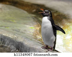 Penguin Penguin