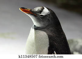 Penguin Penguin