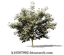 peniaze strom, metafora