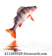 Perch Stock Photo Images. 82,643 perch royalty free images and