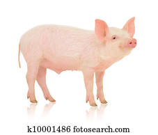 Pig on white Pig on white