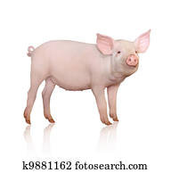 Pig Pig