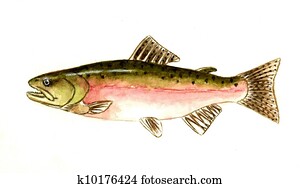 Pink Salmon Pink Salmon