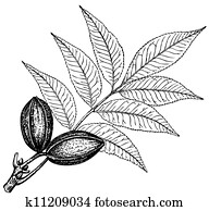Plant Carya pecan Plant Carya pecan