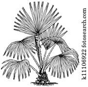 Plant Livistona australis Plant Livistona australis
