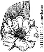 Plant Magnolia campbellii Plant Magnolia campbellii