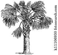 Plant Sabal palmetto Plant Sabal palmetto