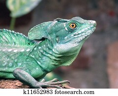 Basilisk Images | Our Top 555 Basilisk Stock Photos | Fotosearch