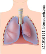 Pneumothorax, eps10 Pneumothorax, eps10