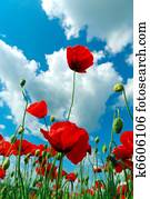 Poppys and sky Poppys and sky
