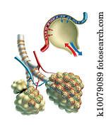 Pulmonar alveoli Pulmonar alveoli