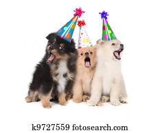 Puppies Singing Happy Birthday Wearing Party Hats