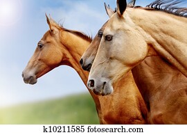 purebred, cavalos, closeup