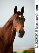 purebred horse purebred horse