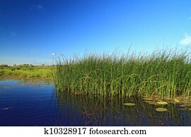 pântano, erva