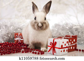 Rabbit, bunny Christmas Rabbit, bunny Christmas