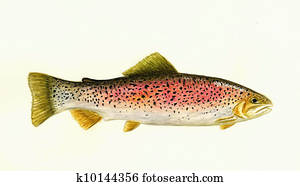 Rainbow Trout Rainbow Trout