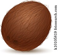 Realistic coconut Realistic coconut