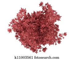 red bonsai tree in a pot red bonsai tree in a pot