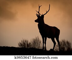 Red Deer Silhouette