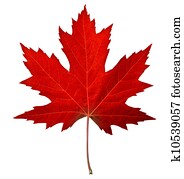 Red Maple Leaf Red Maple Leaf