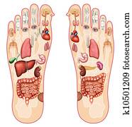 reflexology