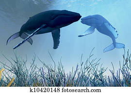 Resting Whales Resting Whales