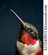 retrato, de, um, hummingbird