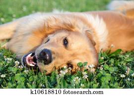 retrato, jovem, beleza, cão